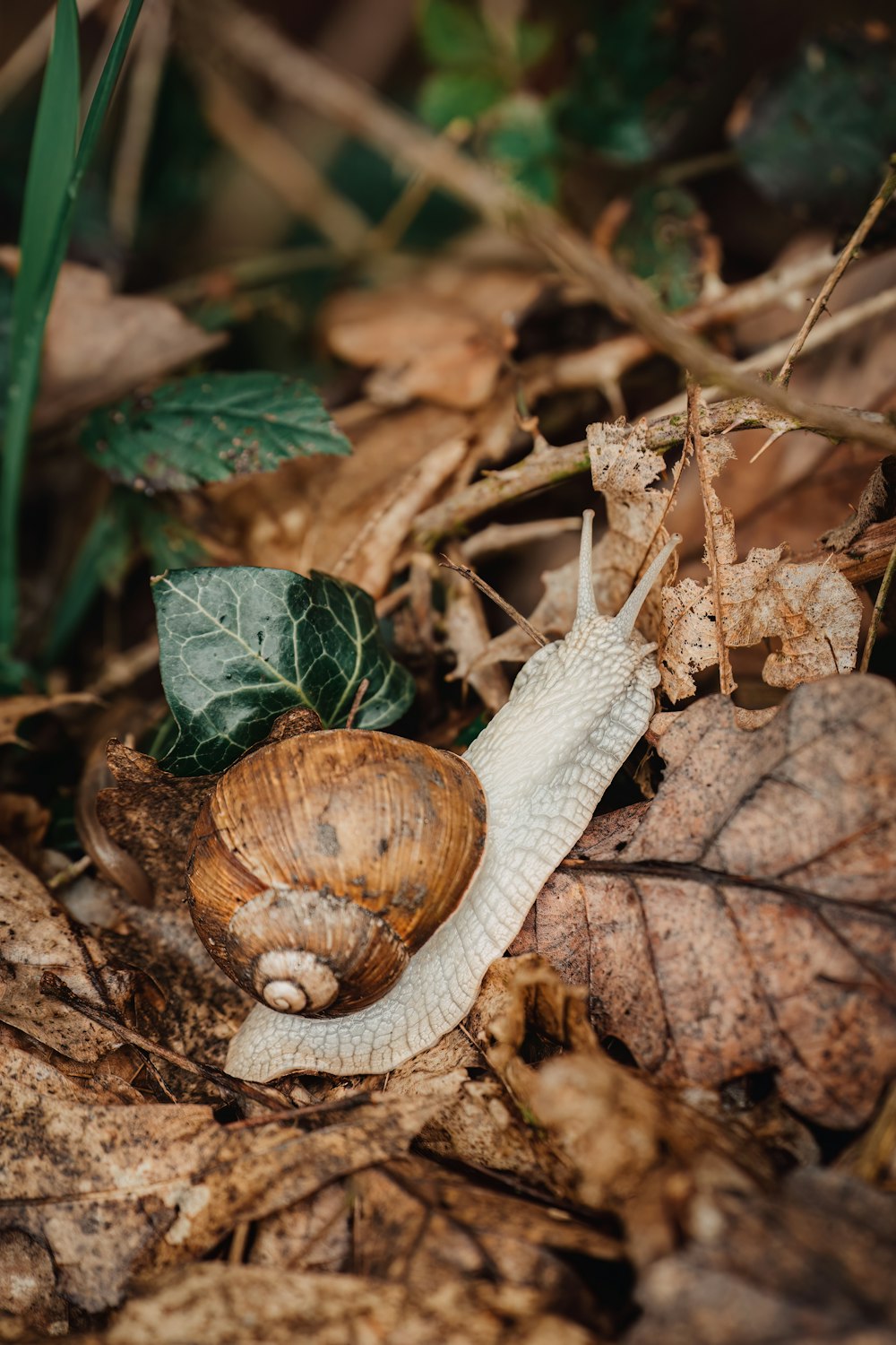 a snail crawling on the ground among leaves