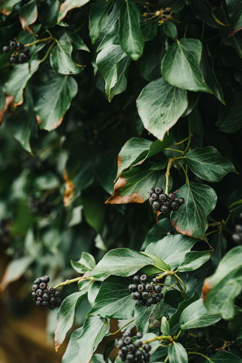 a close up of leaves and berries on a tree