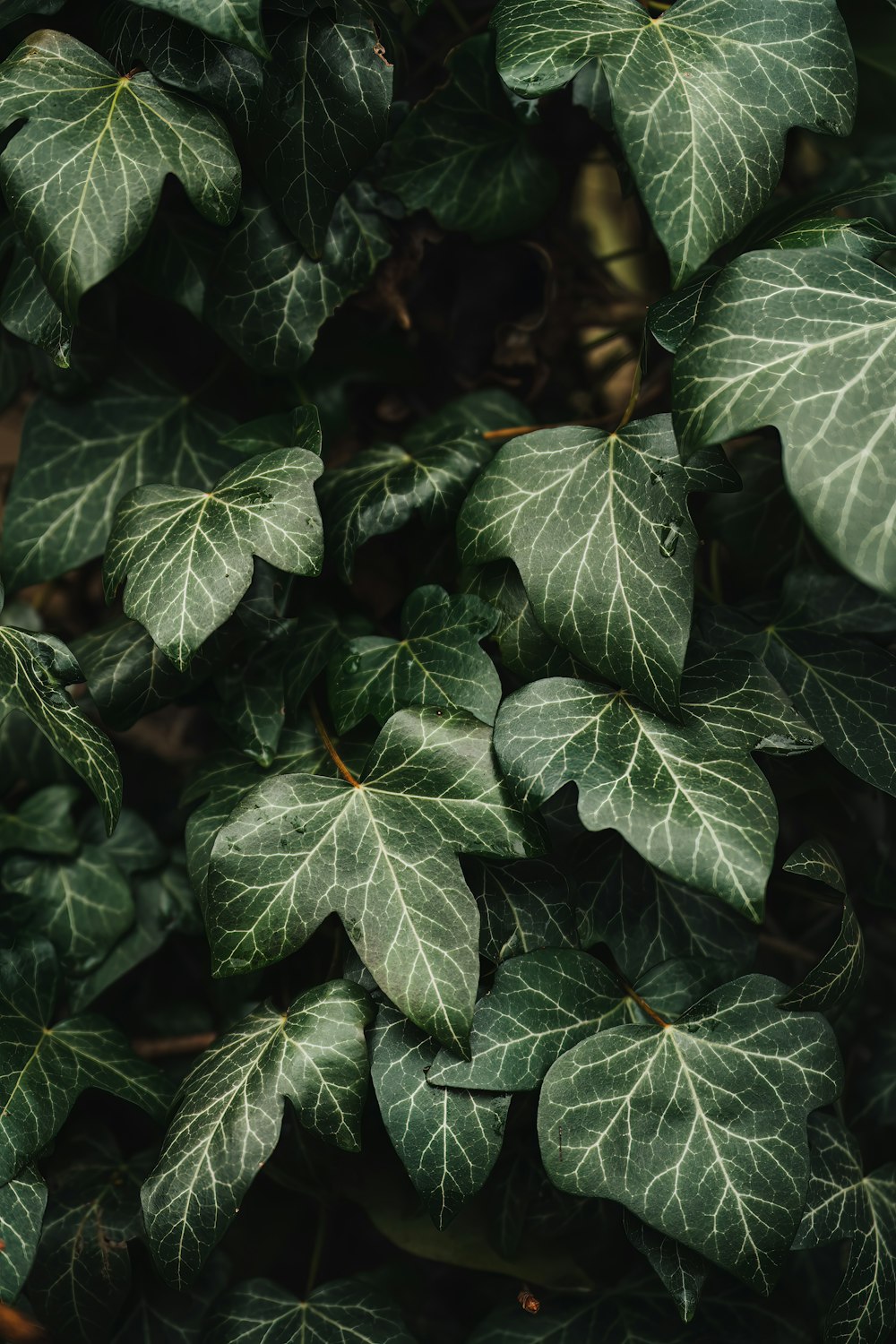 a close up of a green leafy plant