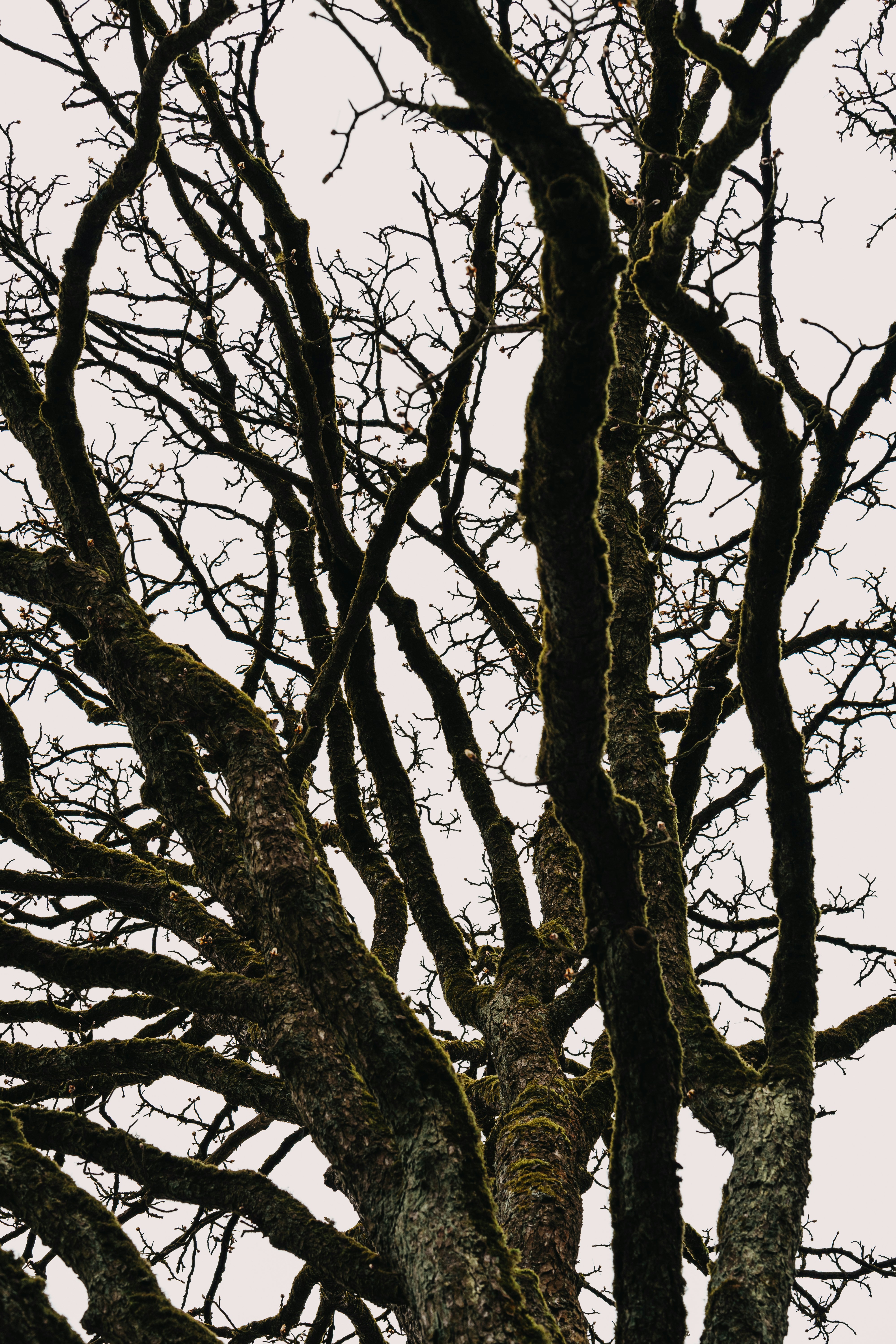 un albero senza foglie e senza foglie su di esso