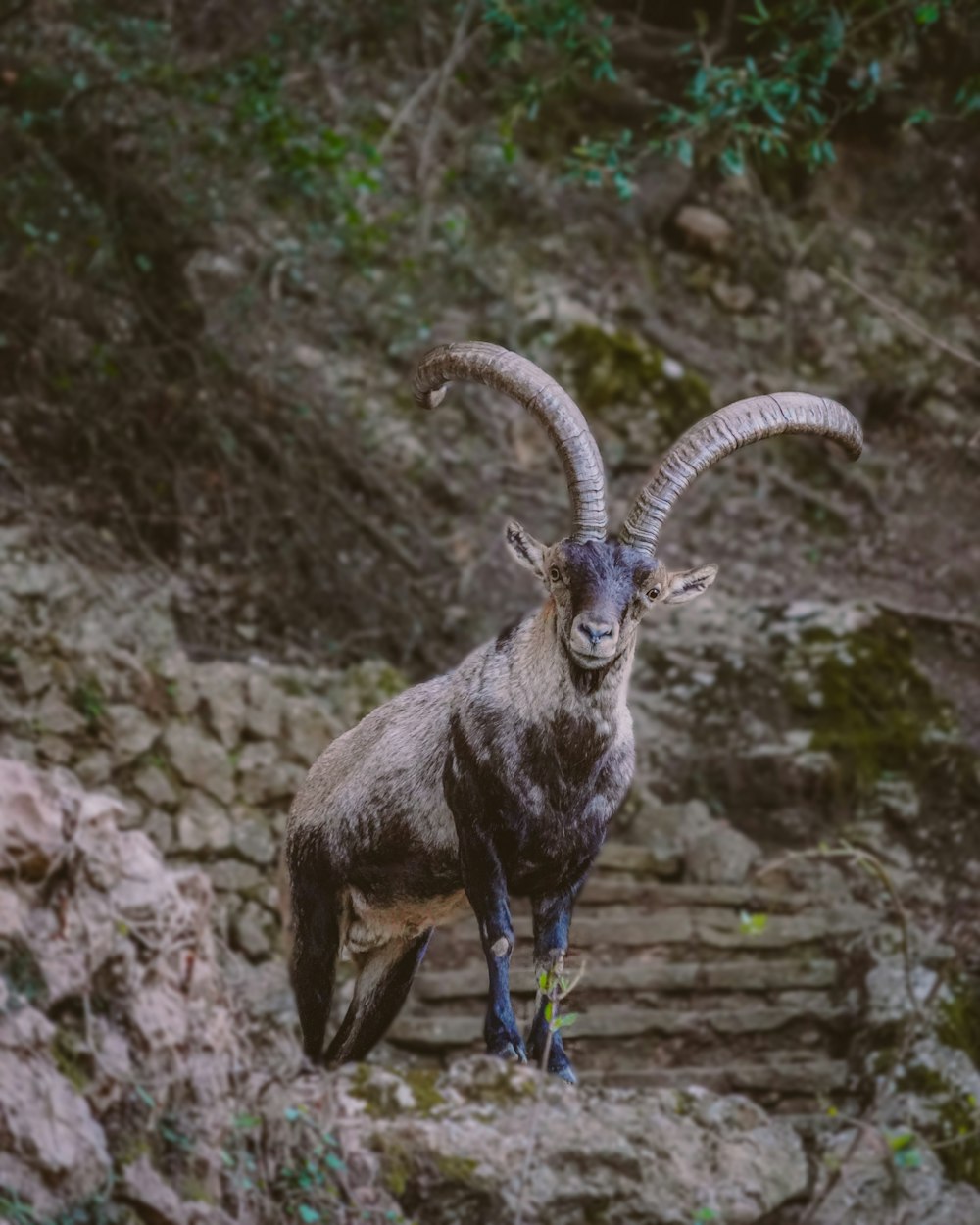 a mountain goat standing on top of a rocky hillside