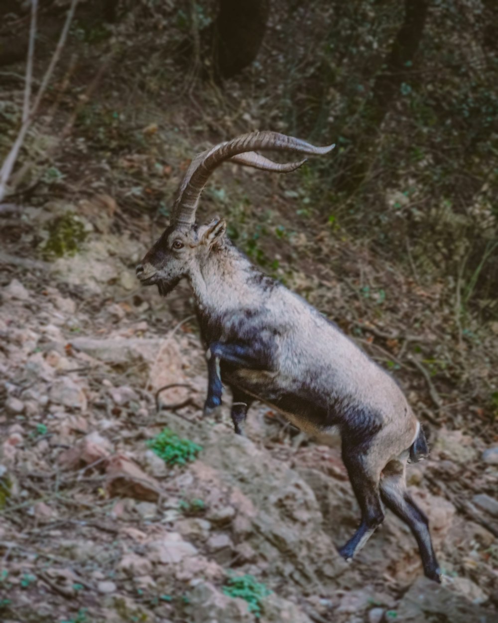 a goat jumping up into the air on a rocky hillside