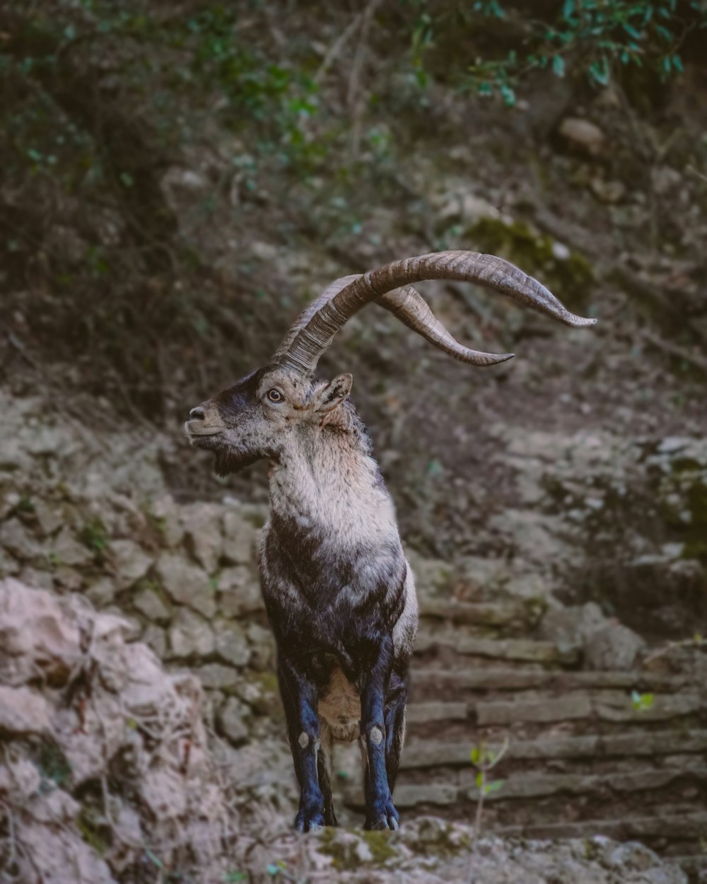 a ram with long horns standing on a rocky hillside