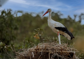 A stork with a long red beak stands on a large nest made of twigs and branches. The bird has predominantly white feathers with black wing tips, and its environment includes blurred greenery in the background under a blue sky with wispy clouds.