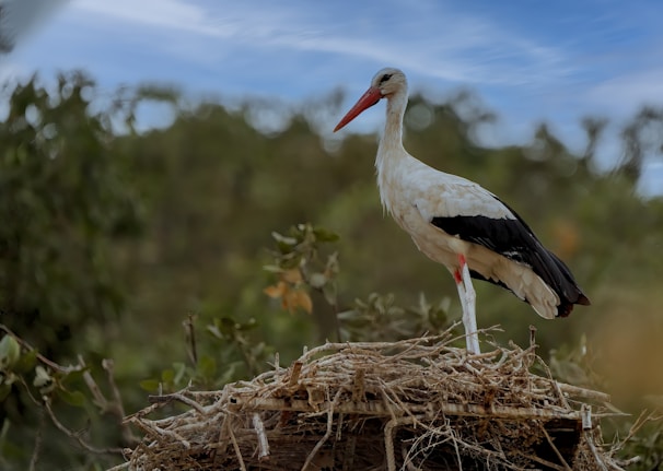 A stork with a long red beak stands on a large nest made of twigs and branches. The bird has predominantly white feathers with black wing tips, and its environment includes blurred greenery in the background under a blue sky with wispy clouds.