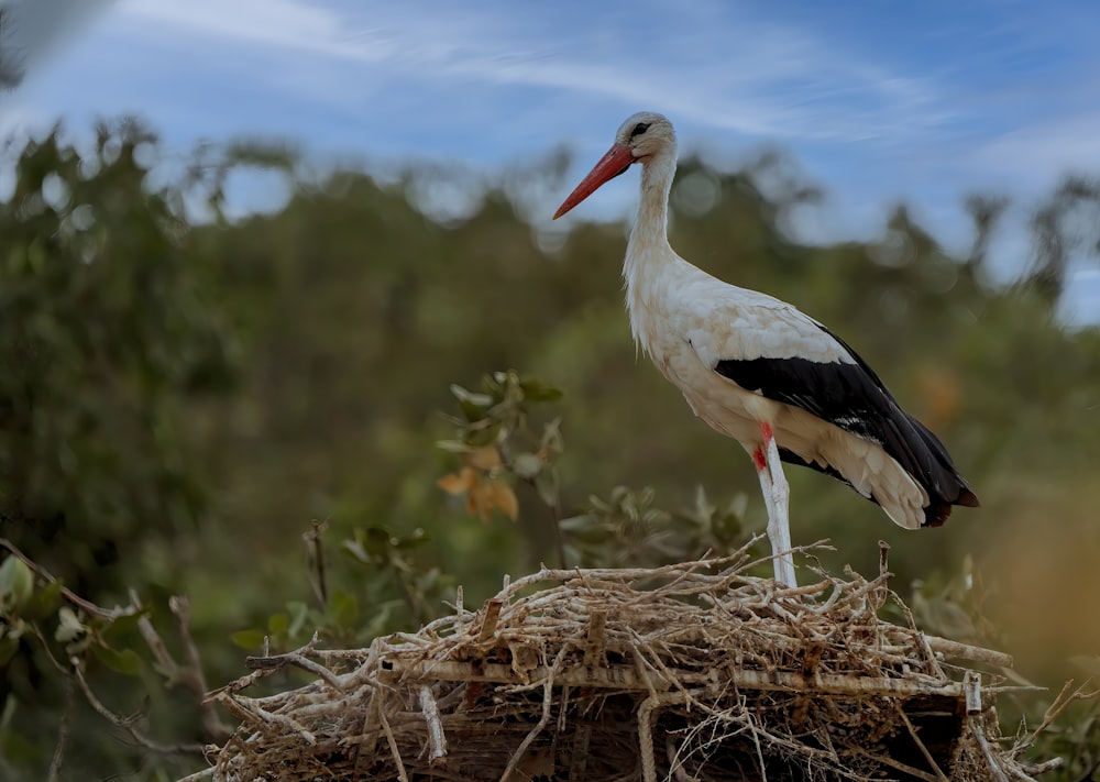 a white stork standing on top of a nest