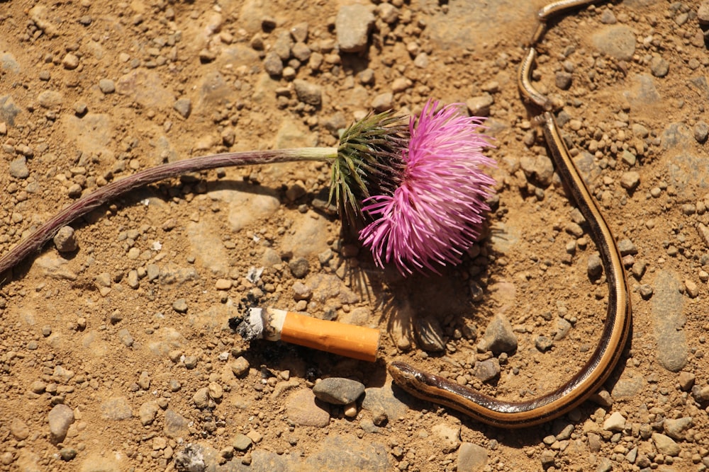 a snake is on the ground next to a flower