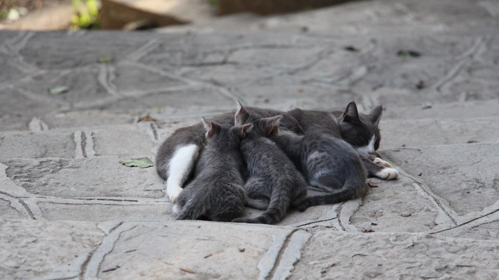 a group of cats laying on top of a stone floor