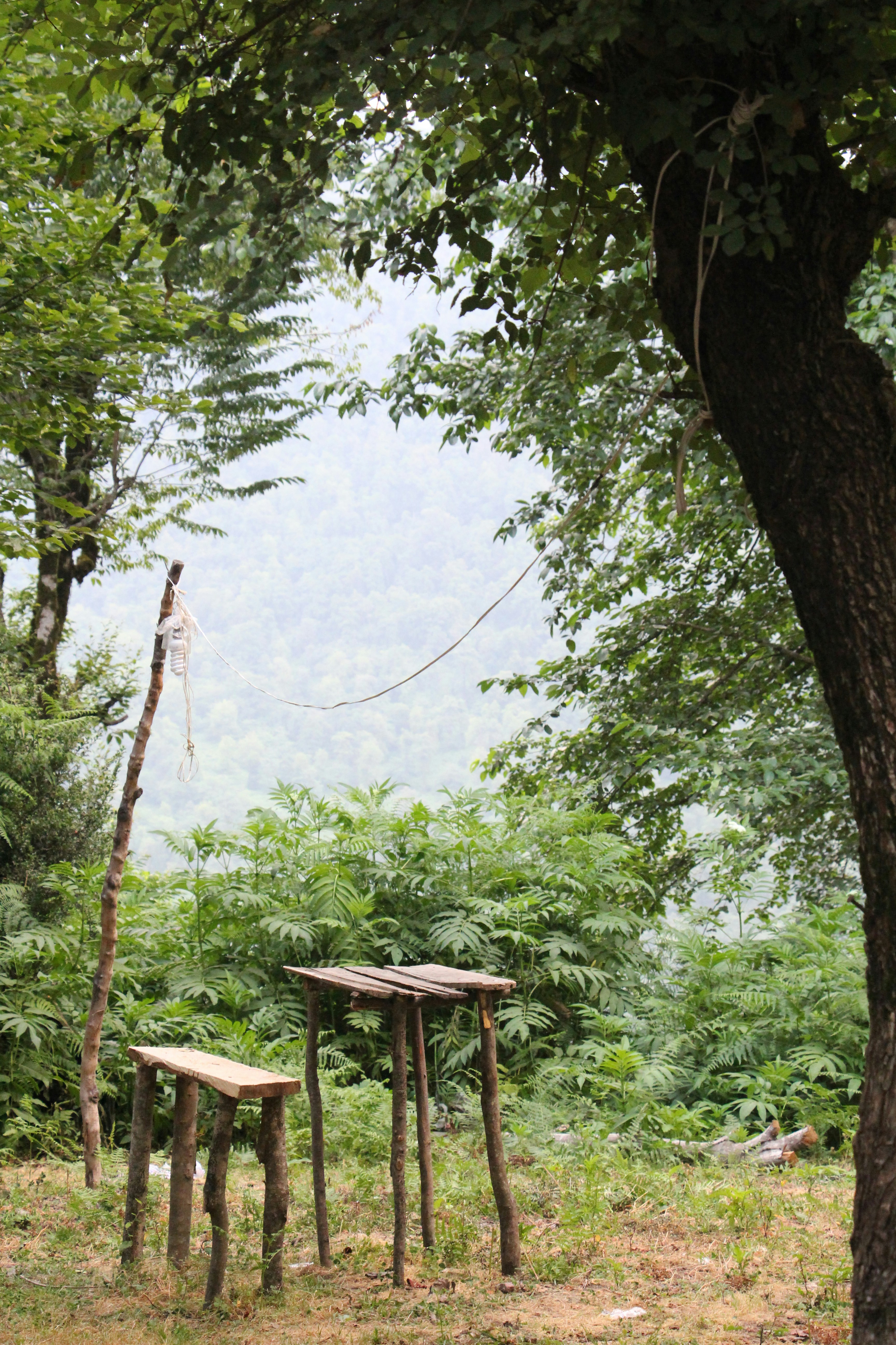 A couple of wooden tables sitting under a tree photo – Free Land Image ...