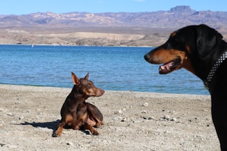 Two Doberman Pinschers are at a lakeside beach with a scenic background of a clear blue lake and distant mountains under a clear sky. One dog is lying down on the pebble-covered shore, gazing to the right, while the other dog is standing in the foreground, looking to the left.