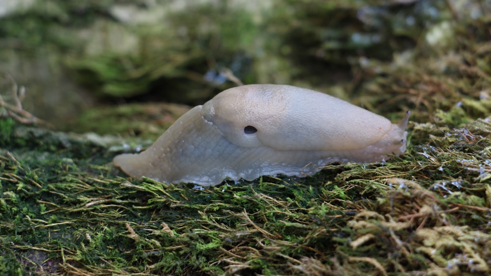 a close up of a slug on a mossy surface