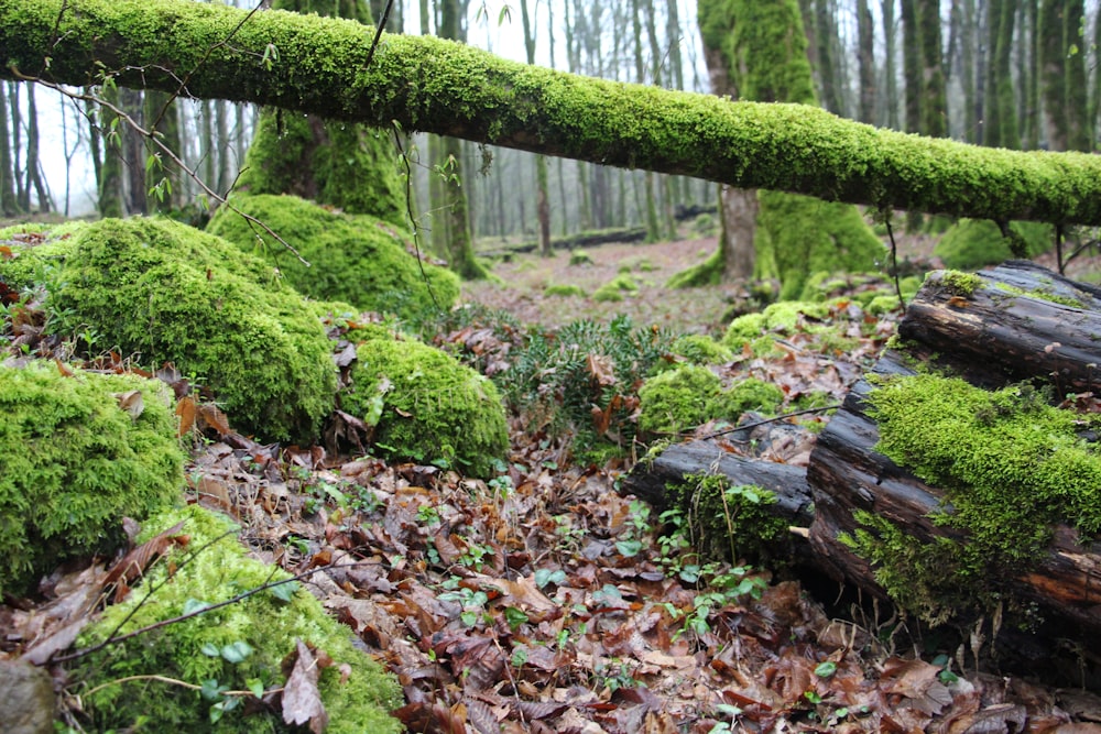 moss growing on a log in a forest