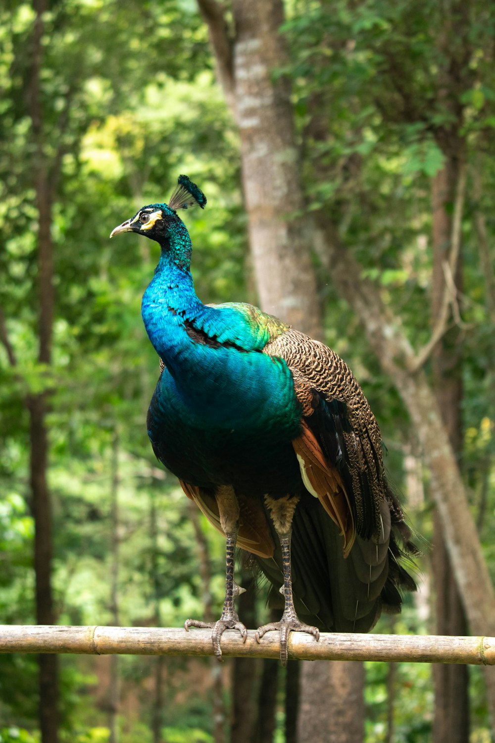 a peacock standing on top of a bamboo pole