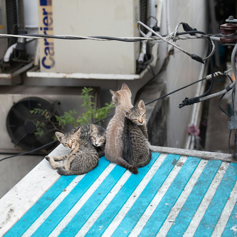 a couple of cats that are sitting on a table