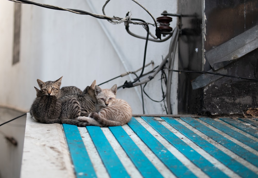 a couple of cats laying on top of a blue and white floor