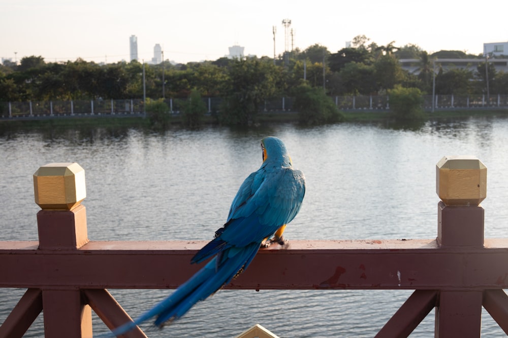 a blue bird sitting on a wooden rail next to a body of water