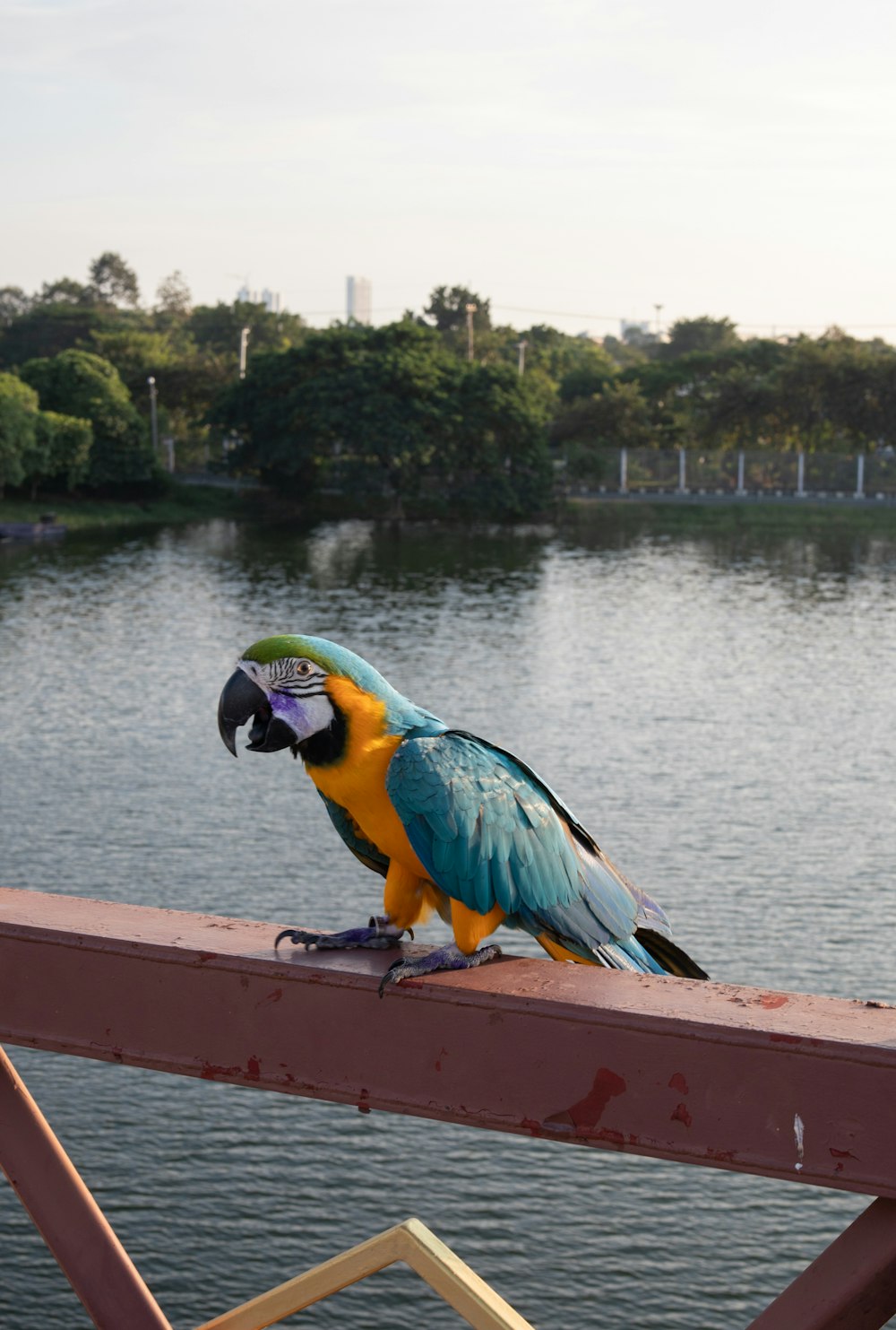 a colorful bird perched on a rail near a body of water