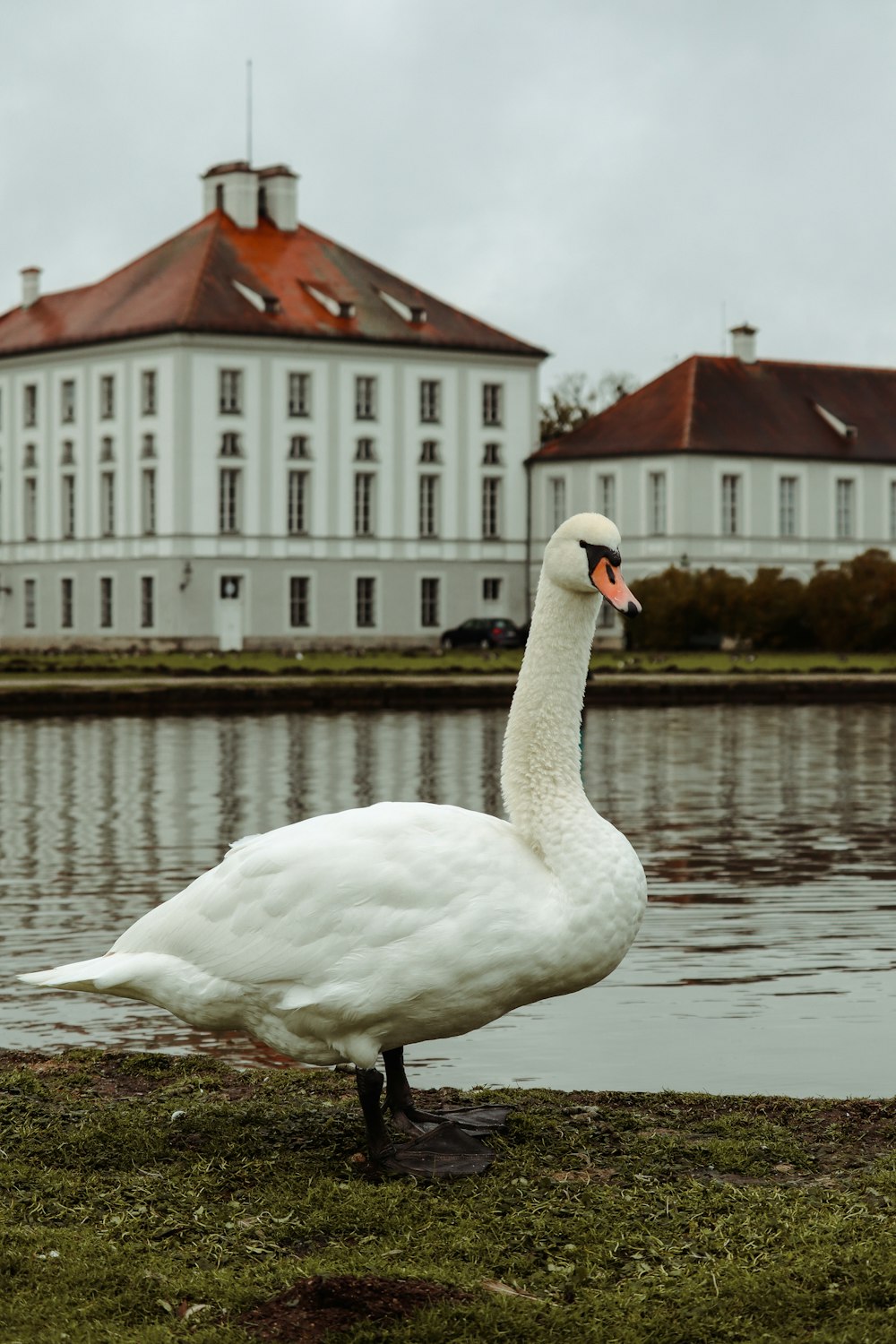 a large white swan standing next to a body of water