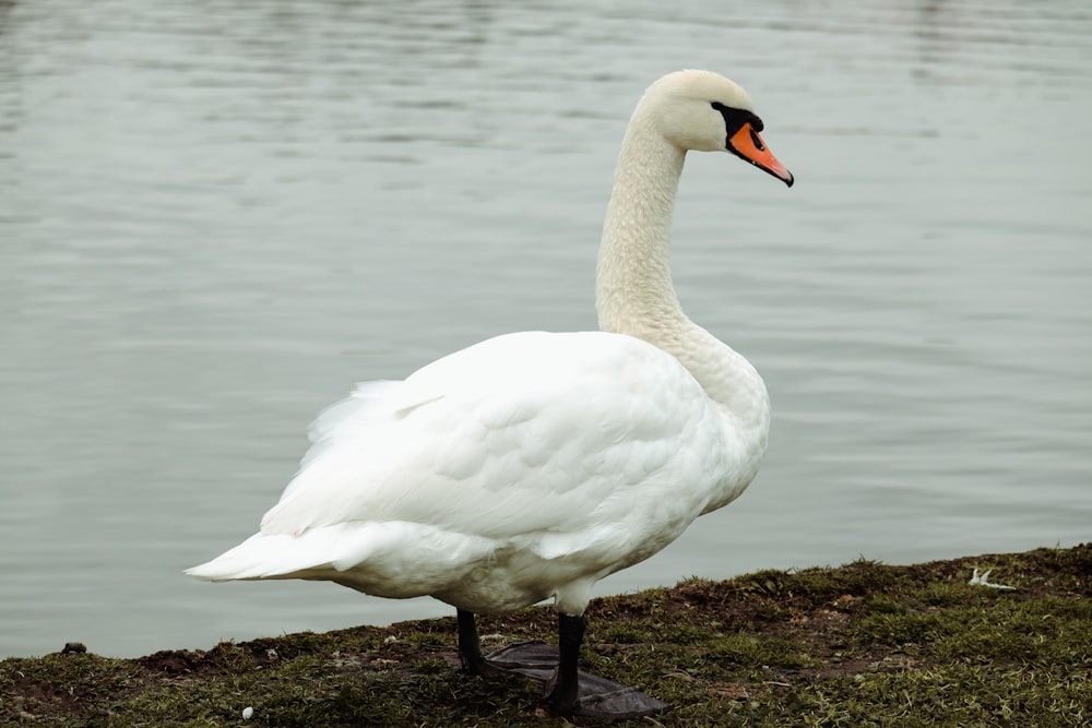 a white swan standing on the grass next to a body of water