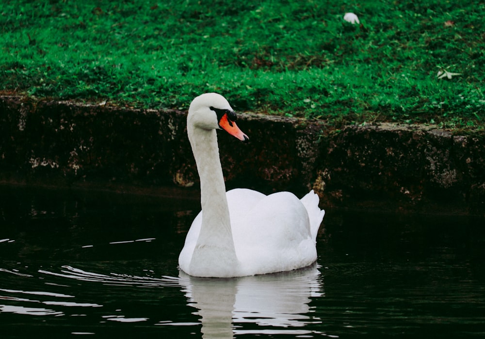 a white swan floating on top of a body of water