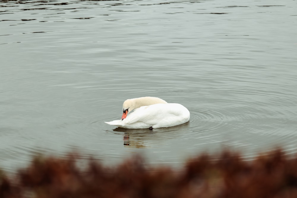 a white swan floating on top of a body of water