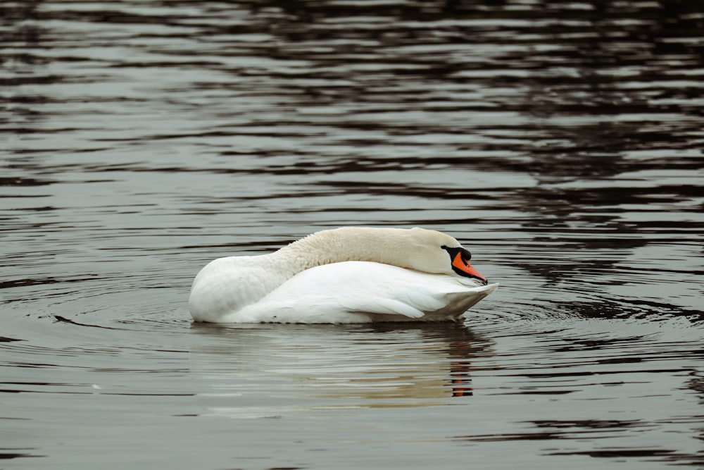 a white swan swimming on top of a lake