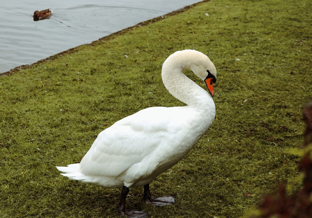 Un cigno bianco in piedi in cima a un campo verde lussureggiante