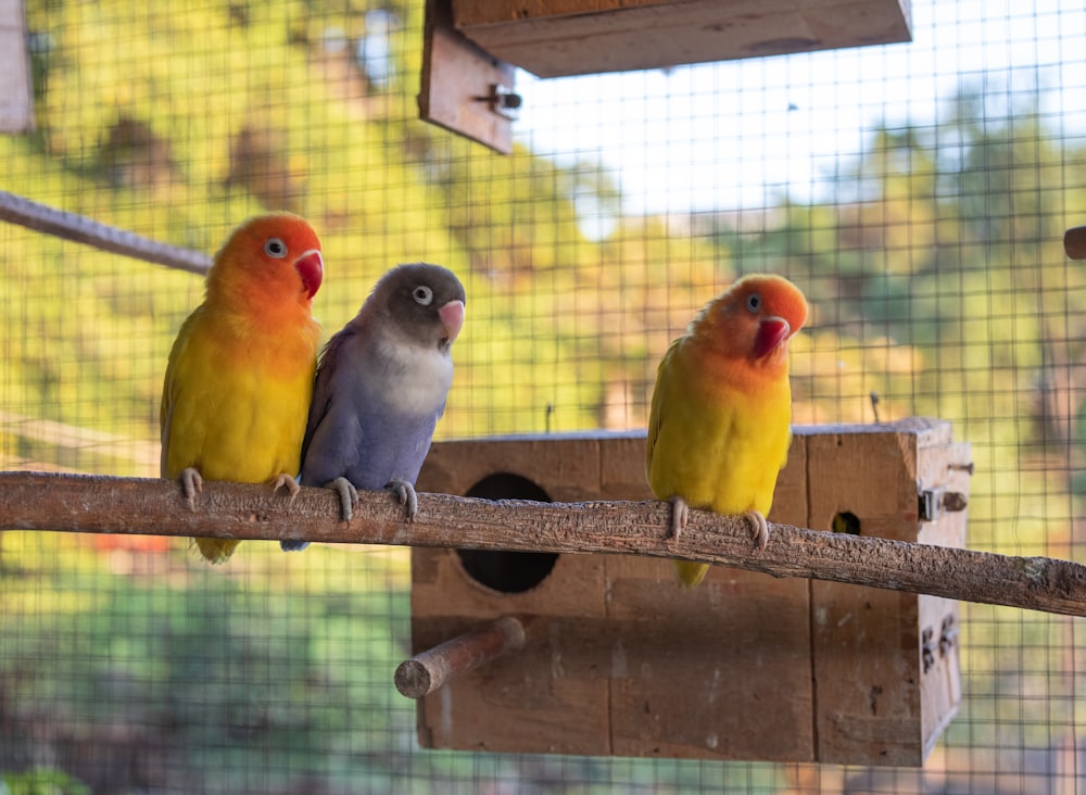 three colorful birds sitting on a perch in a cage