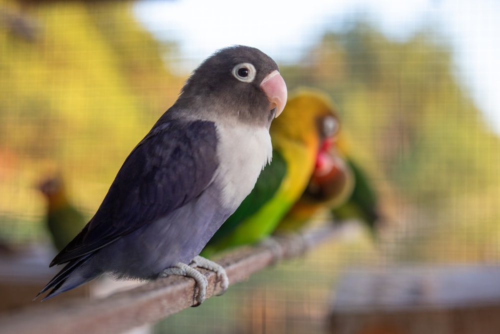 a group of colorful birds sitting on top of a wooden rail