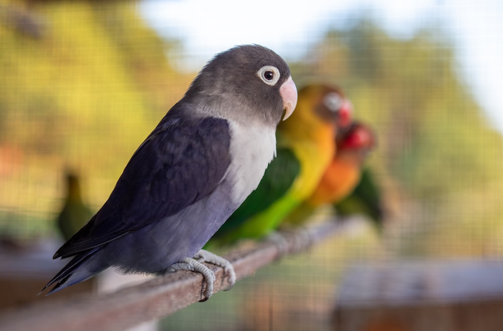 a group of birds sitting on top of a wooden rail