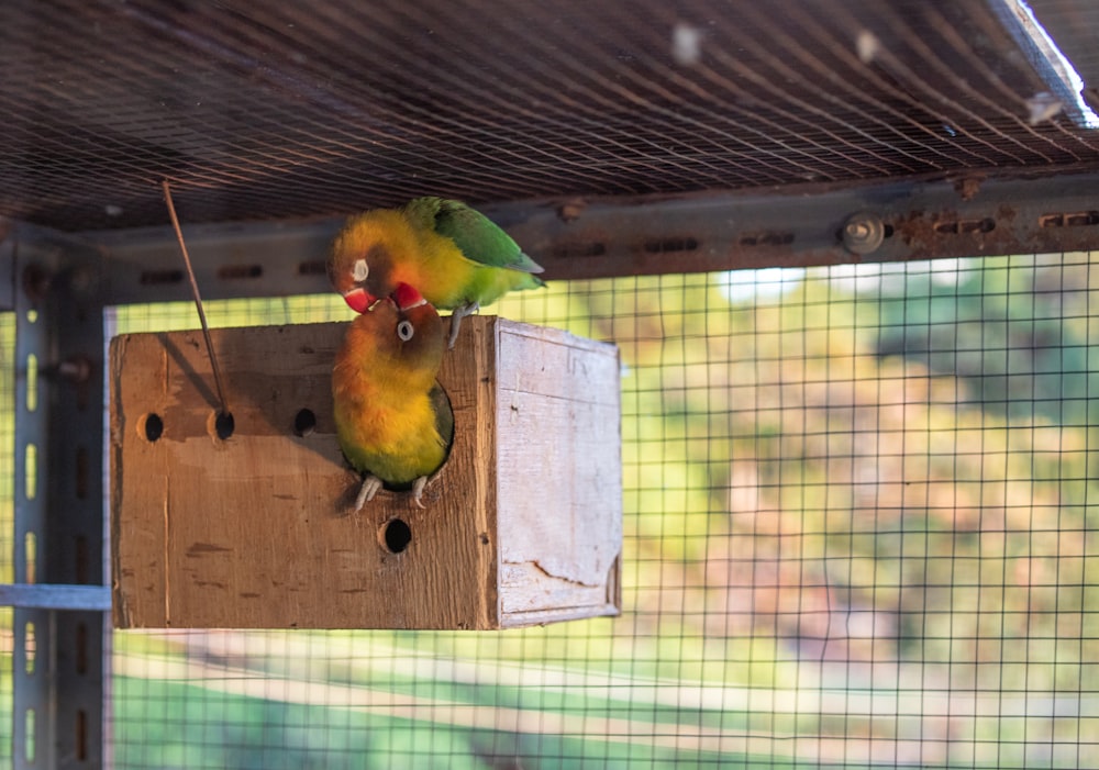 a couple of birds sitting on top of a wooden box