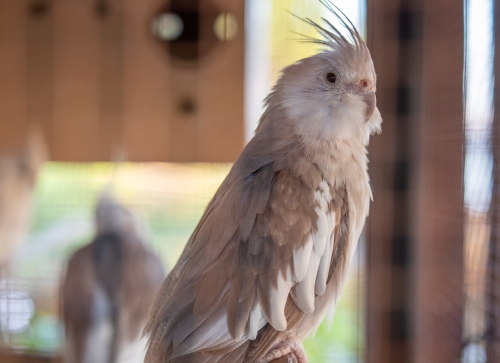 a close up of a bird in a cage