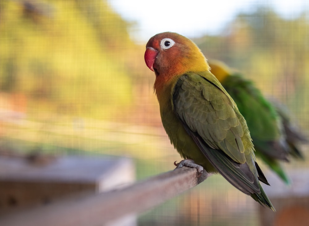 a couple of birds that are sitting on a branch