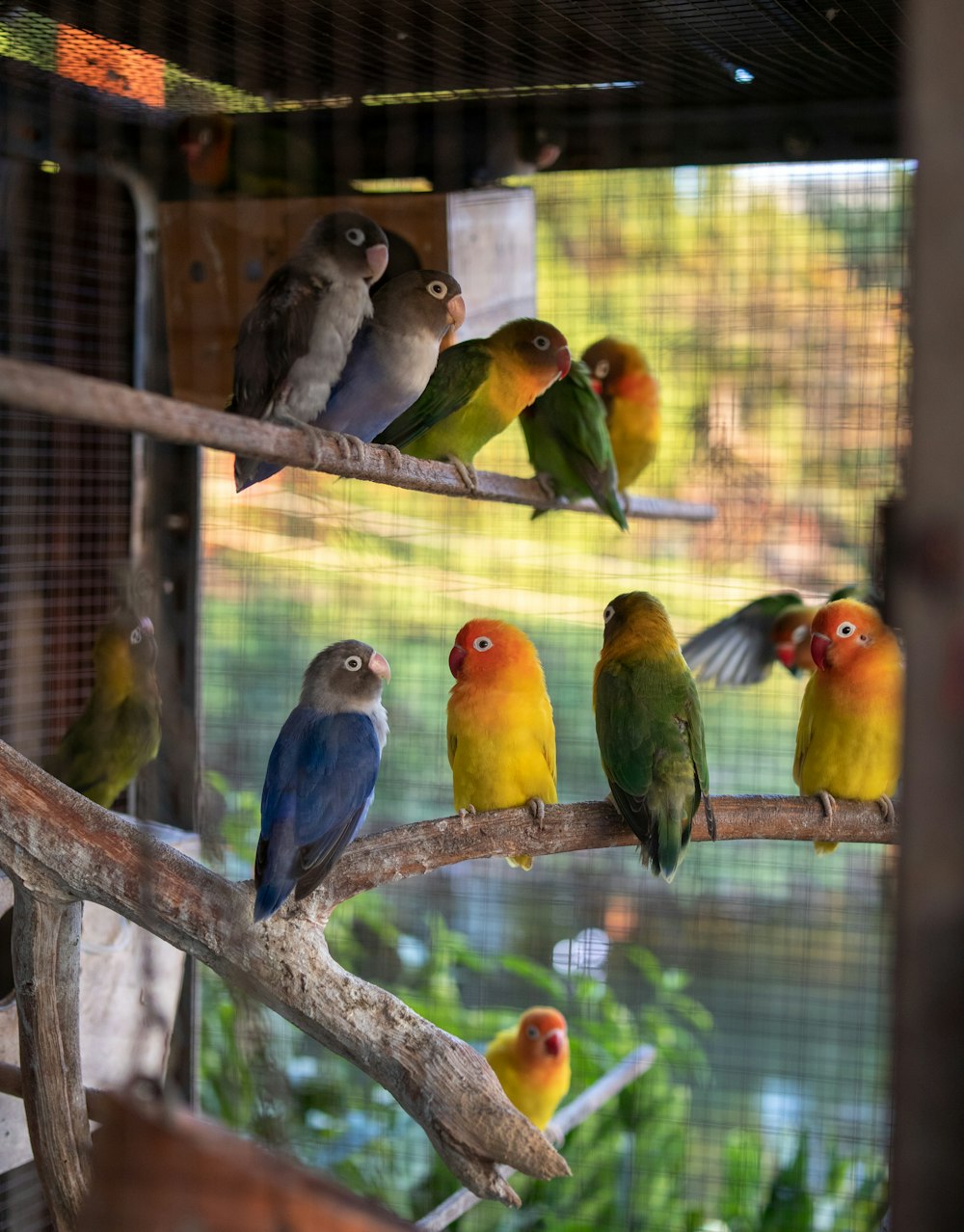 a group of birds sitting on a tree branch