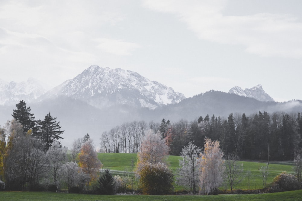 a grassy field with trees and mountains in the background