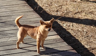 A small, light brown dog with pointy ears stands on a wooden deck. The background consists of dry grass and scattered twigs, partially shadowed.