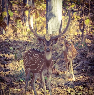 A proud hunter holding a massive Texas trophy whitetail deer against a backdrop of golden autumn woods.