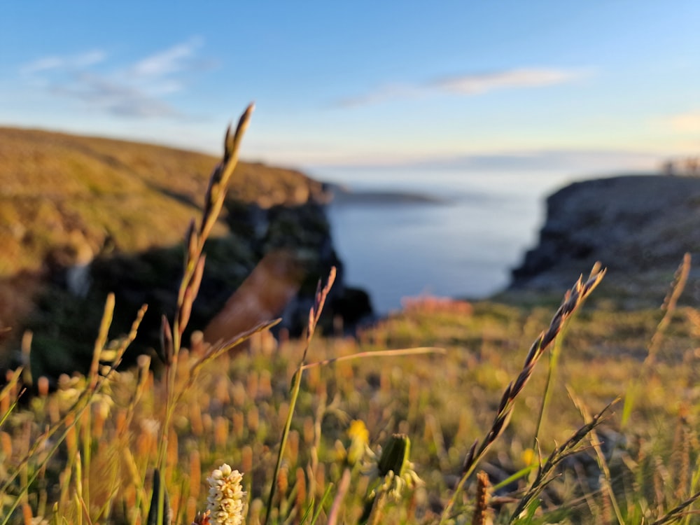 a grassy field with a body of water in the background