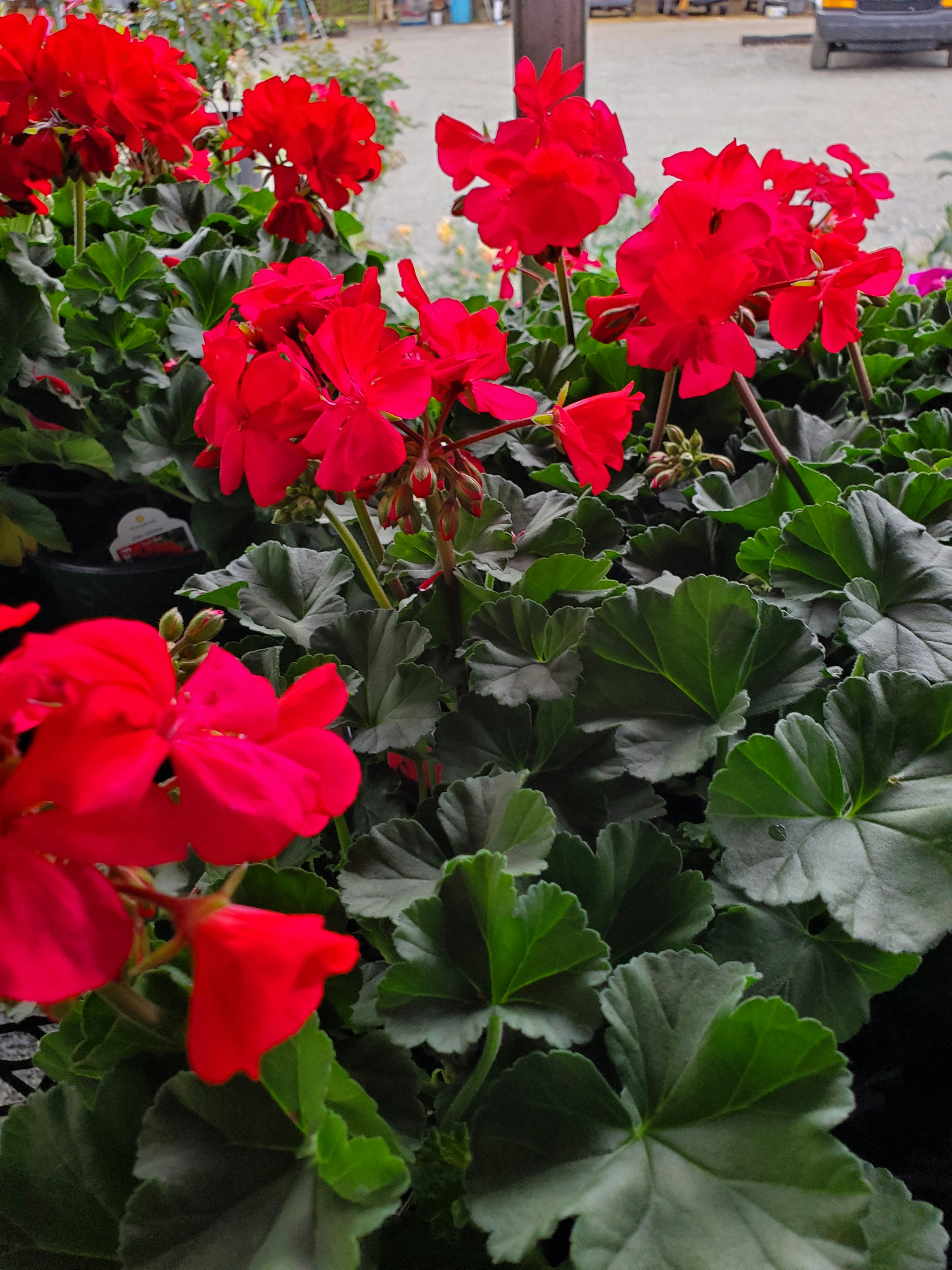 Photo by c2023_lailanoor