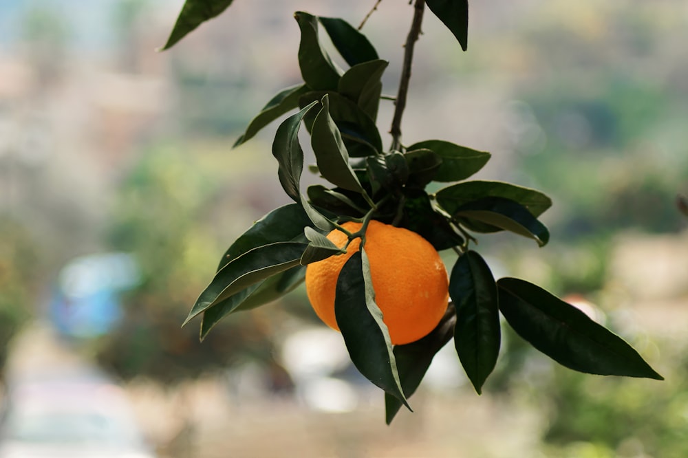 an orange hanging from a tree with leaves