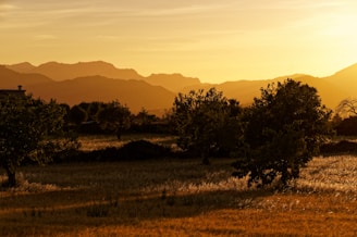 a field with trees and mountains in the background