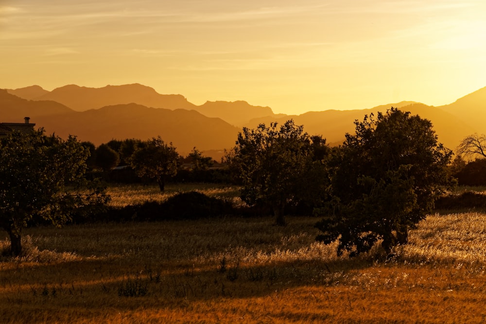 a field with trees and mountains in the background