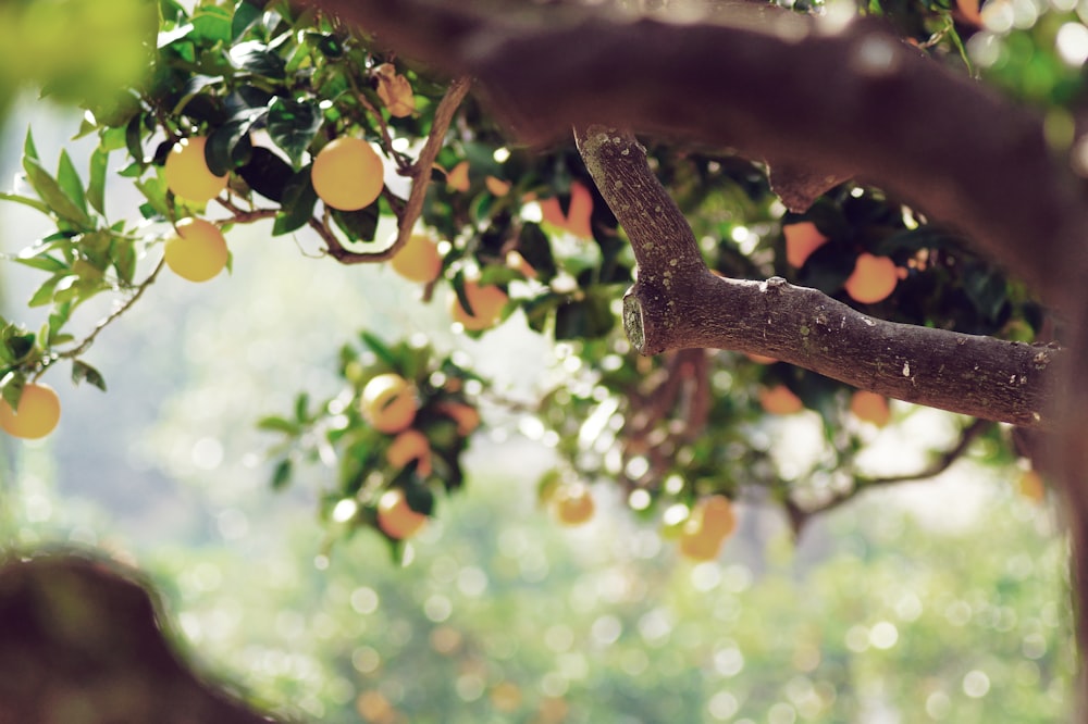 a tree filled with lots of ripe oranges