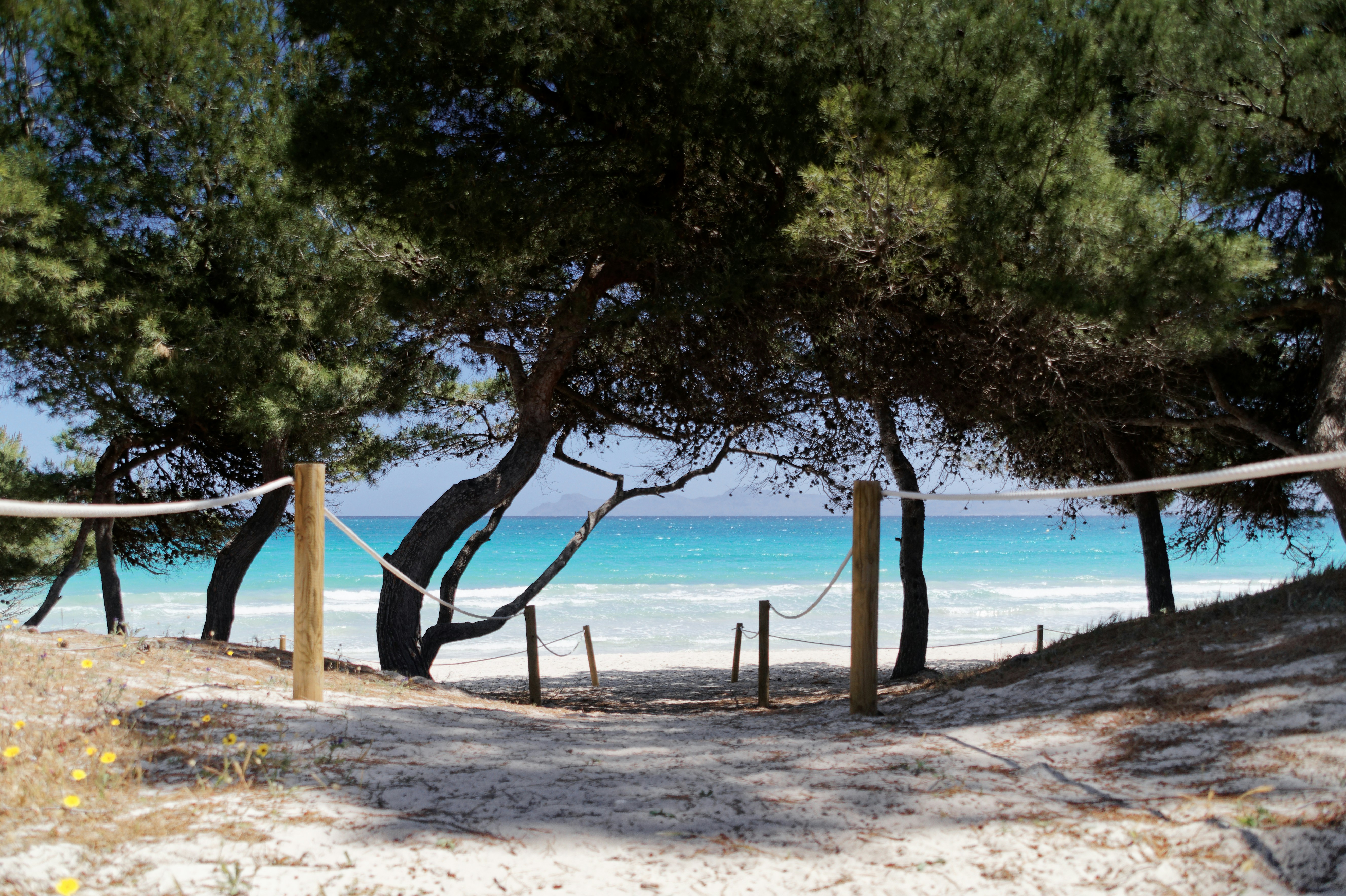 Прибрежная сосновая роща у моря: тень хвои над песком и тропой