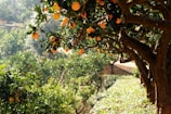 Orange trees laden with ripe fruit are arranged in rows in a lush orchard. The sunlight filters through the leaves, creating a warm and inviting atmosphere. The ground is covered with grass and small plants.