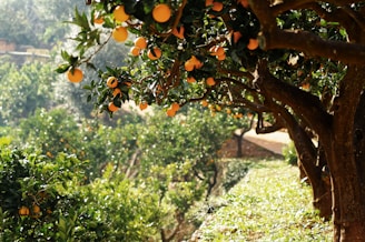 Orange trees laden with ripe fruit are arranged in rows in a lush orchard. The sunlight filters through the leaves, creating a warm and inviting atmosphere. The ground is covered with grass and small plants.