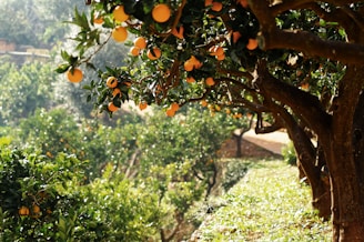 Rows of fruit trees heavy with ripe produce basking in warm sunlight