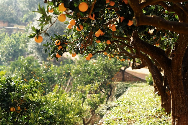 Orange trees laden with ripe fruit are arranged in rows in a lush orchard. The sunlight filters through the leaves, creating a warm and inviting atmosphere. The ground is covered with grass and small plants.