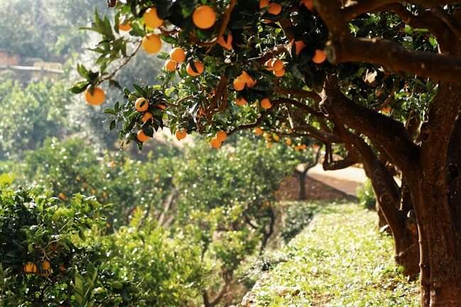 Orange trees laden with ripe fruit are arranged in rows in a lush orchard. The sunlight filters through the leaves, creating a warm and inviting atmosphere. The ground is covered with grass and small plants.