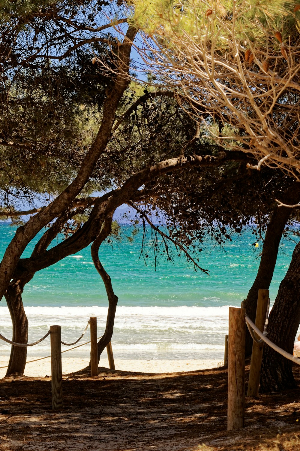 a bench sitting under a tree next to the ocean